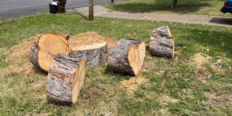 Lemne foc taiere cu drujba